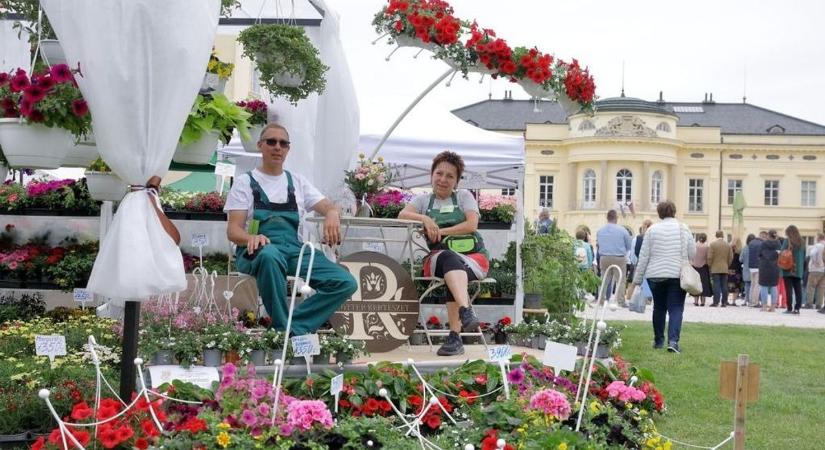 Virágba borul a Károlyi-kastély parkja: kezdődik a 22. Európai Dísznövény és Kertművészeti Napok (galéria)