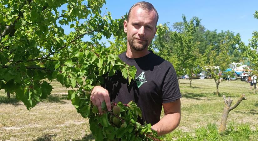 A barackszezon előtt optimista a fiatal rajkai gazda