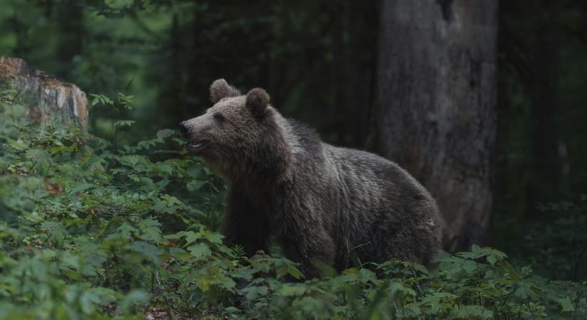 Medve bukkant fel Magyarországon, lakott terület közelében szúrta ki a vadkamera