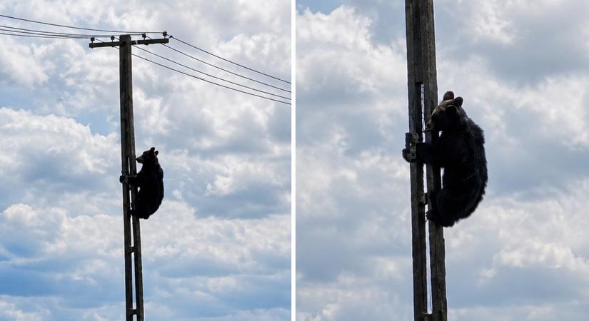 „Villanyszerelőnek” állt egy medve Brassó mellett – Látványos videó készült róla