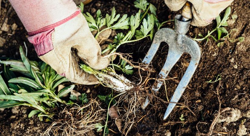 51 természetes módszer, amivel vegyszerek nélkül szabadulhatsz meg a gyomoktól
