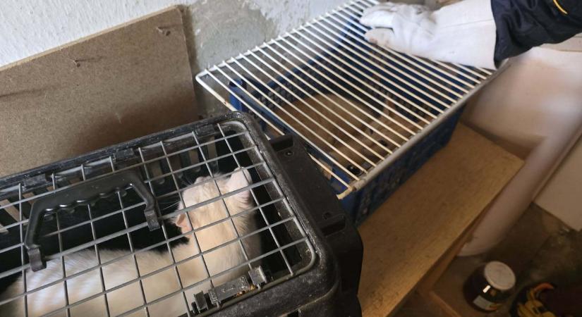 Borzalom, hogy milyen körülmények közül kellett kimenteni huszonöt macskát egy tolmácsi házból
