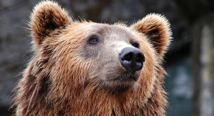 Medve bukkant fel Pásztó közelében: figyelmeztetést adott ki a nemzeti park