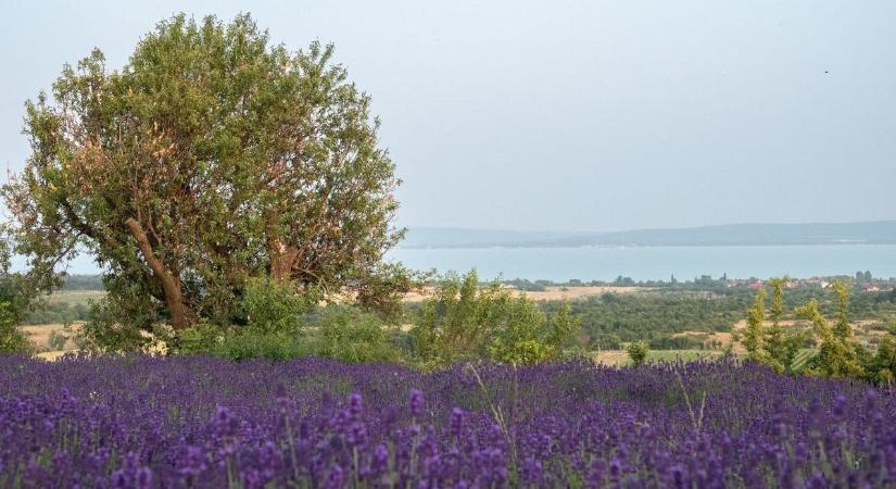 Indul a levendulaszezon a Balatonnál: fotókon mutatjuk a legillatosabb helyszíneket