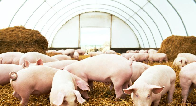 Riadó a magyar agráriumban, itt az afrikai sertéspestis