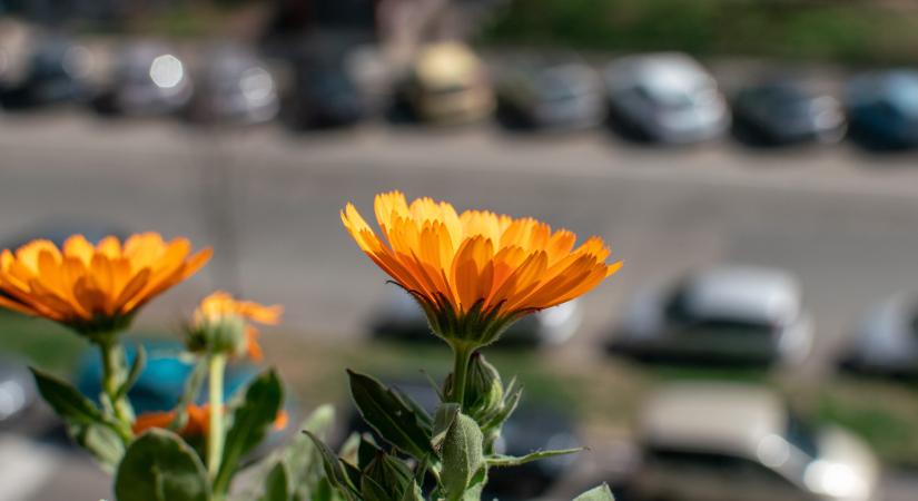 Beporzók a balkonon: a fajválasztástól a virágformákig