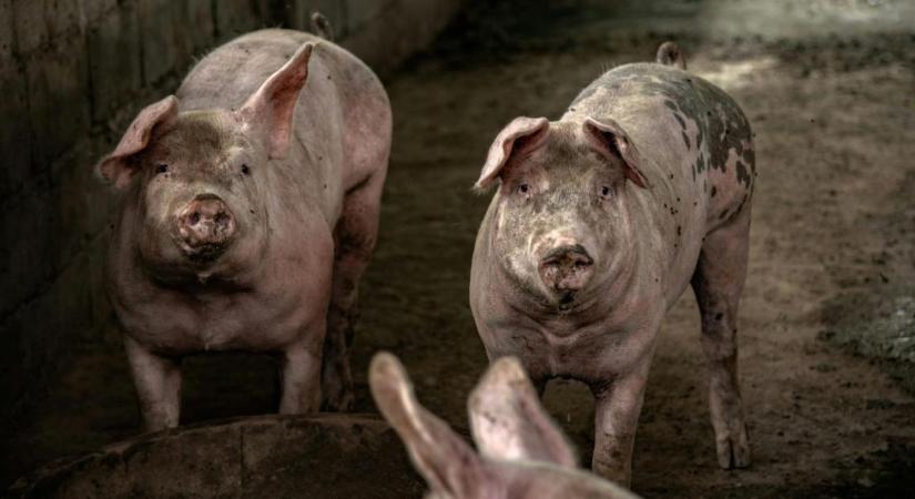 Ez nagyon rossz hír! Házisertés-állományban igazolta a Nébih az ASP jelenlétét