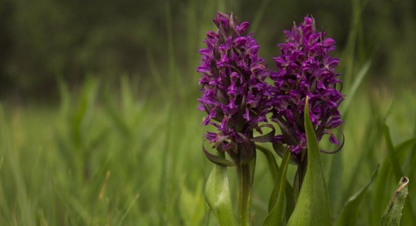 Már nyílnak a ritka szépségek: elképesztő orchideák lepték el a Kiskunságot