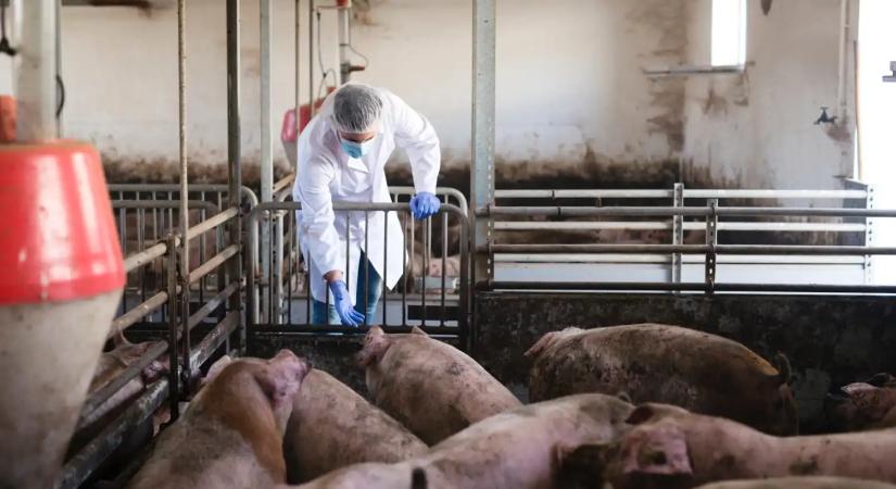 Először mutatták ki afrikai sertéspestist házi disznókban – 3000 állatot kell leölni Szabolcsban