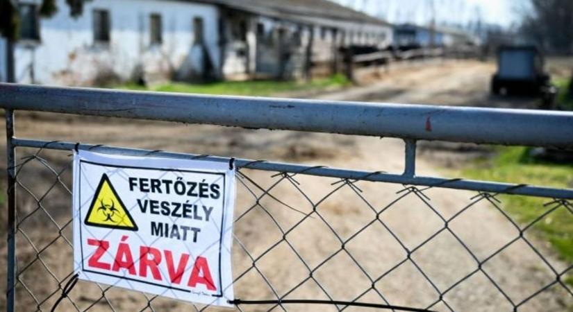 Rendkívüli! Házi disznókat fertőzött a sertéspestis Szabolcsban – Magyarországon még sosem történt ilyen, súlyos intézkedések léptek életbe