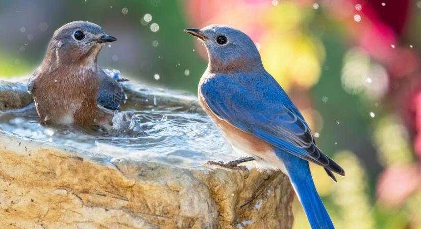 Hogyan készíthetsz könnyen mutatós madáritatót? – 5 perc alatt megvan