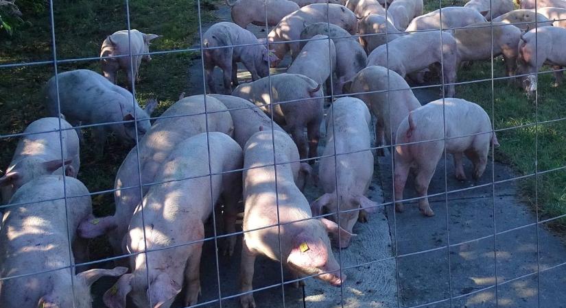 Már csak ez hiányzott: megjelent az afrikai sertéspestis Szabolcs-Szatmár-Bereg vármegyében
