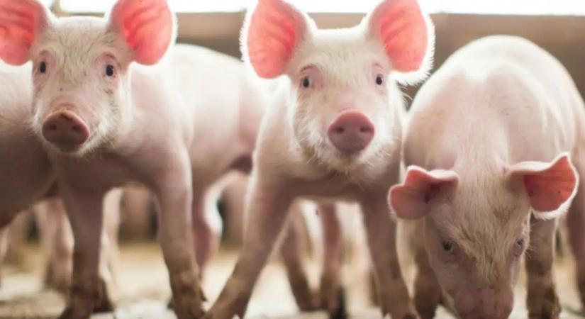 Soha nem történt még ilyen fertőzés Magyarországon, azonnali hatállyal bezártak egy hatalmas gazdaságot