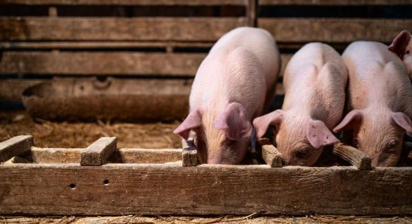 Megérkezett a rettegett vírus a házisertések közé Magyarországon