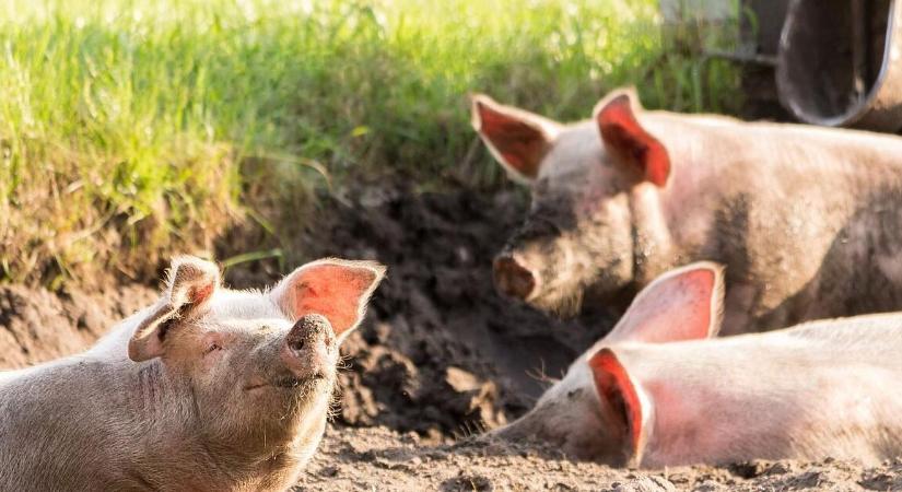 Rossz hír jött a sertéspestisről Magyarországon: átterjedt a járvány