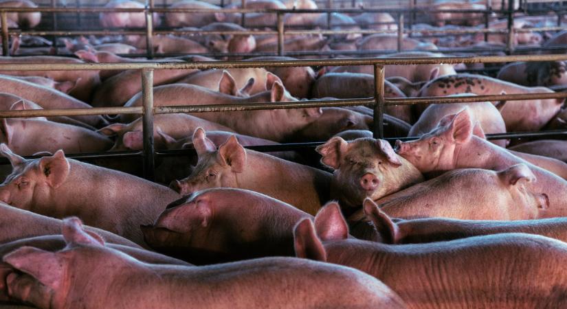 Rendkívüli vészhelyzet: Először fertőzött meg házi sertéseket a pusztító vírus Magyarországon