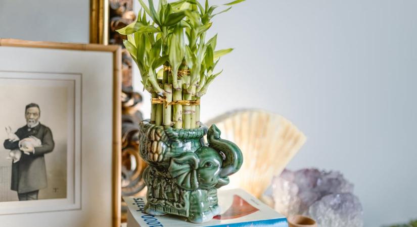 Sok pénzt hoz a Feng Shui szerint, ha ez a tárgy ott van a lakásban