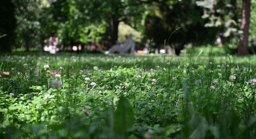 Továbbgondolnák Egerben a vágatlan májust, a helyiek kezében a döntés