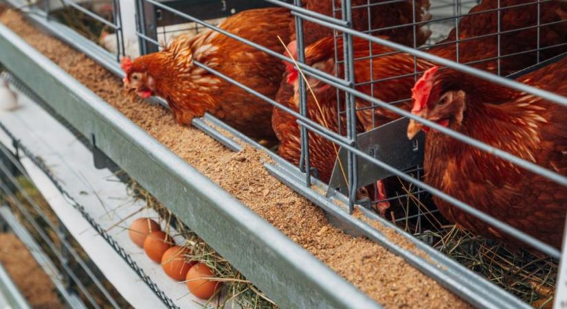 Válaszút előtt az állattenyésztés: A ketrecmentes átállásnak vannak valós pénzügyi kockázatai
