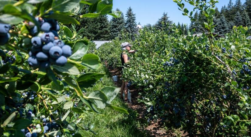 Folytatódik a szedd magad-láz: indul az áfonyaszezon, ennyi most az ára