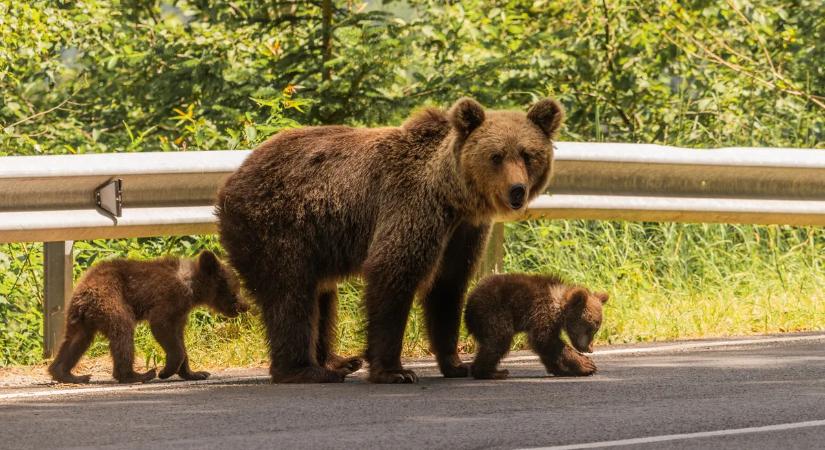 Rémálommá vált a kirándulás: medve támadt az autósra, könnyen tragédia lehetett volna a vége