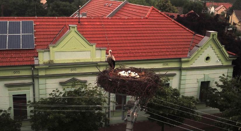 A marosleleiek aggódtak, most fény derült a rejtélyre: üres-e a falu egyetlen gólyafészke?