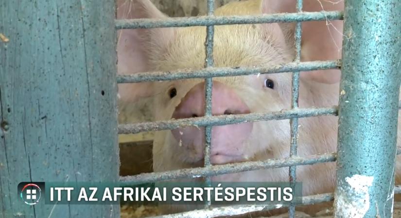 Magyarországon is megjelent az afrikai sertéspestis