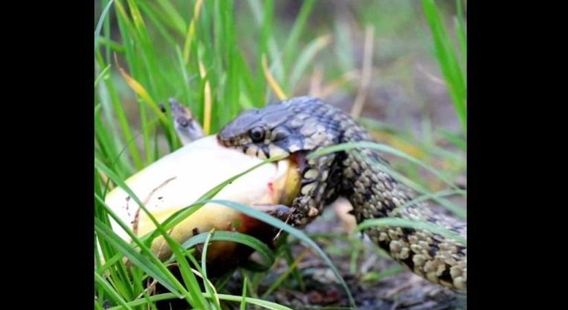Ez lehet az év videója: egy mohácsi fotós kapta lencsevégre a lakmározó kígyót (VIDEÓ)