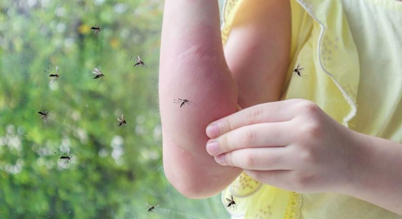 Így dől el, mikor, hol lesz a központi szúnyoggyérítés: ezt a számot figyelik a szakértők