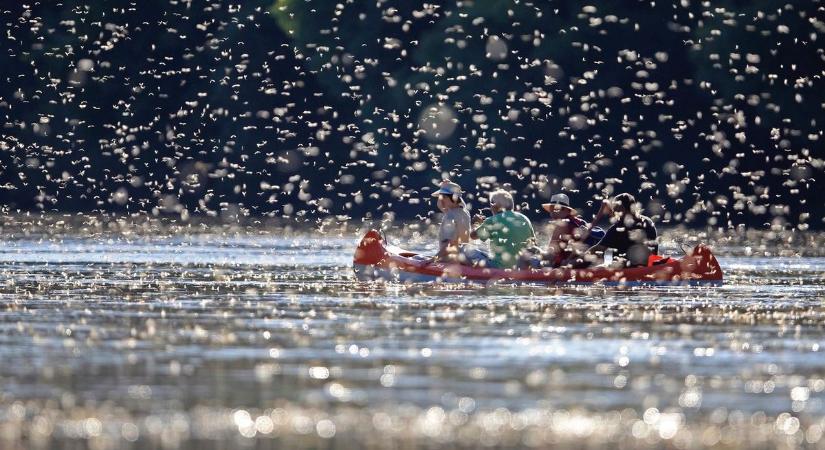 A természet egyik legkülönlegesebb eseménye következik a Tisza-tónál