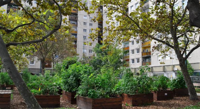 Fiatalok ötleteit várják, nemzetközi pályázaton keresztül valósít meg zöldprojekteket Budapest
