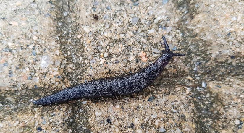 Vörös István: A fekete csiga figyel