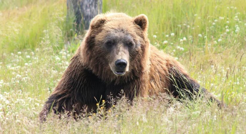 Gólyának vagy villanyszerelőnek képzelte magát ez a medve? – videó