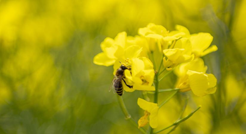 Egészen különös módon szerződött parkfenntartásra a győri önkormányzati cég az óbudai korrupciós ügy céghálójával