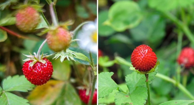 A bogyó, amely szinte könyörög, hogy megegyük– vigyázat, mérget rejt!