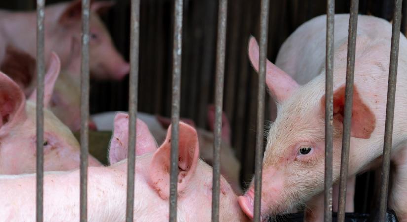 Vágóhídra is juthatott az afrikai sertéspestissel fertőzött állatokból
