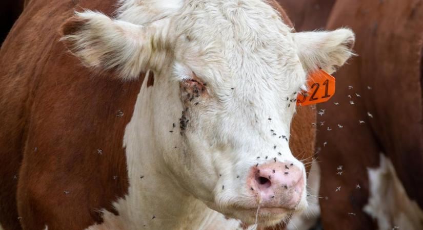 Sci-fibe illő biológiai háború indult az amerikai-mexikói határon