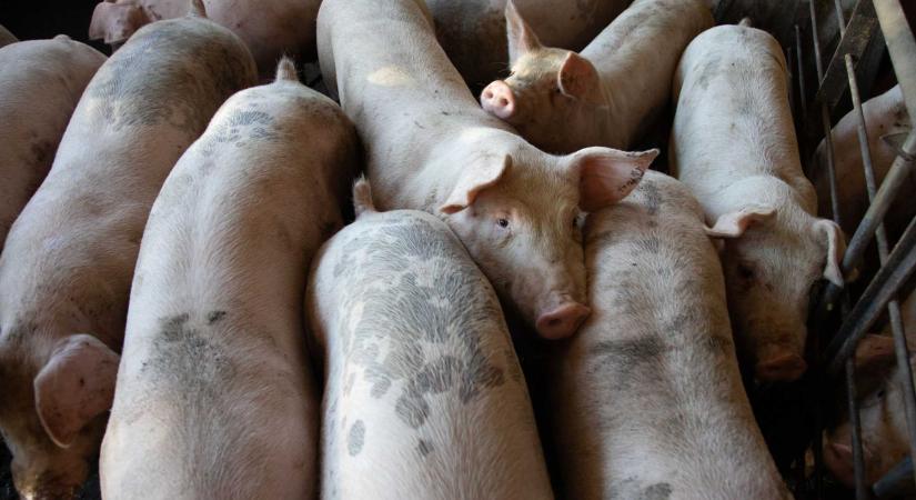 Sertéspestis Magyarországon a határ közelében – Románia szigorítja a határellenőrzéseket