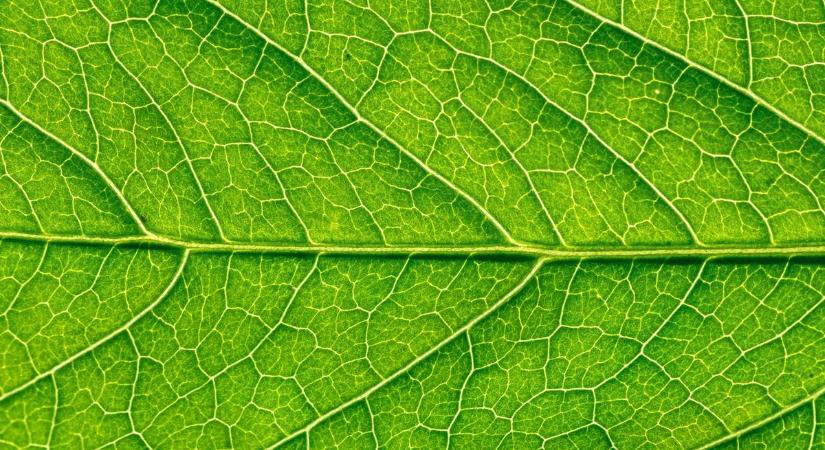 Mesterséges levél oldhatja meg az emberiség két nagy problémáját is