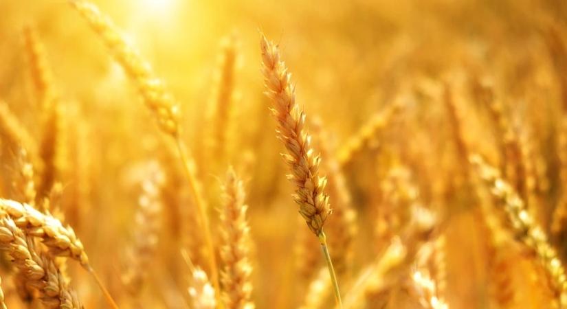 A dráguló gabonák ellenére nagyjából stabil maradt a FAO élelmiszerár-indexe májusban