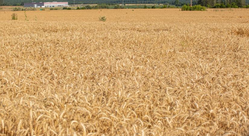 Agrometeorológia: fokozódni fog a mezőgazdasági aszály