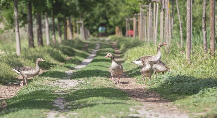 Mutatjuk, milyen időre ébrednek holnap a szolnokiak – sokan meg fognak lepődni