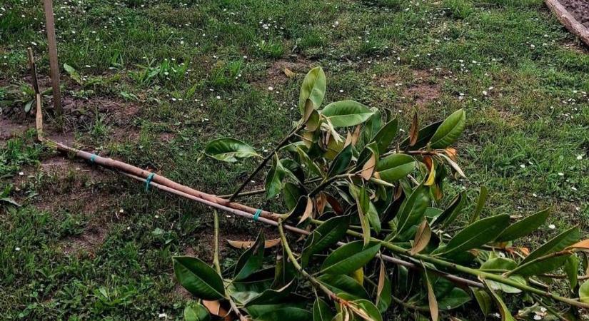 Gyomirtóval mérgezték meg az öntözővizet, kitörték a magnóliát, mégis szépül Kisfalud