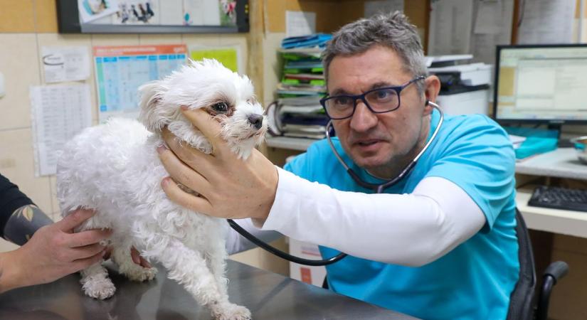 Dr. Varjú Gábor állatorvos - Egy pillanat sok mindent elvett, de nem tudta megtörni