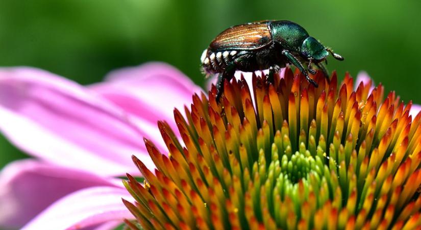 Egy apró bogár miatt négy hónapra betiltották a locsolást egy településen