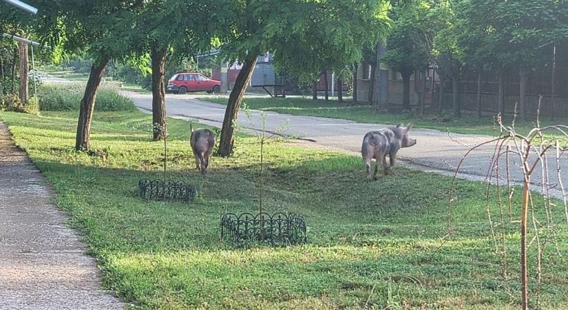 Kenguru és emu után most foltos hátú sertések tartják lázban a jászkunsági utakat