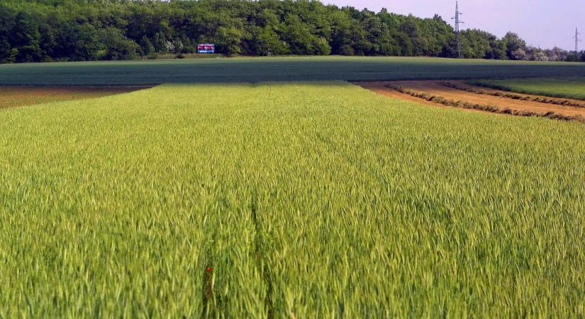 Betiltott vegyszert szórhattak ki vadriasztóként egy hajdú-bihari vadásztársaságnál