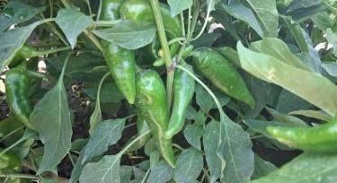 A szabadföldi fűszerpaprika trágyázása