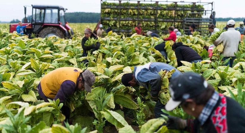 Kongatják a vészharangot a szakmai szervezetek: súlyos gazdasági válságot okozhat a Tisza-kormány döntése