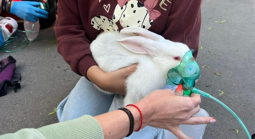 Így kap oxigént egy kimentett fehér nyuszi és egy kistacskó a lánglovagok drámai állatmentései után